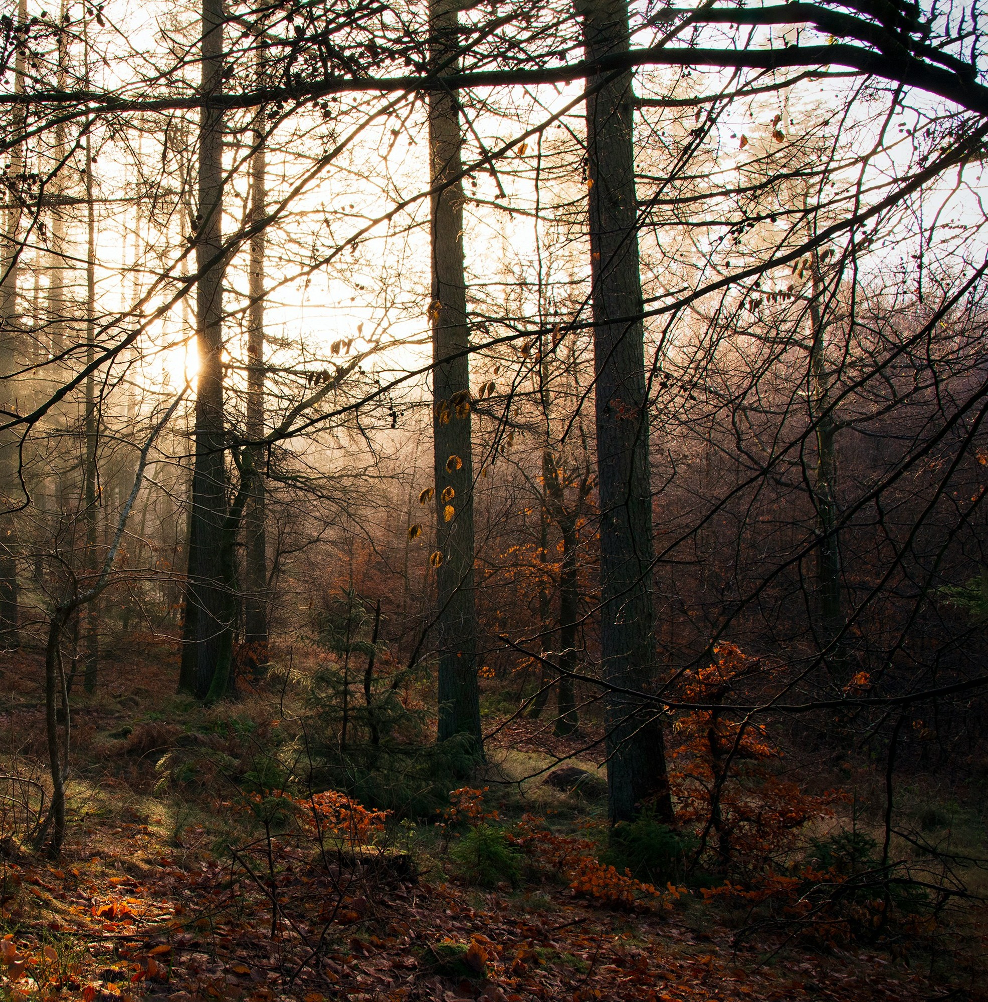 martin-dalsgaard-Li3AZkP3YG0-unsplash