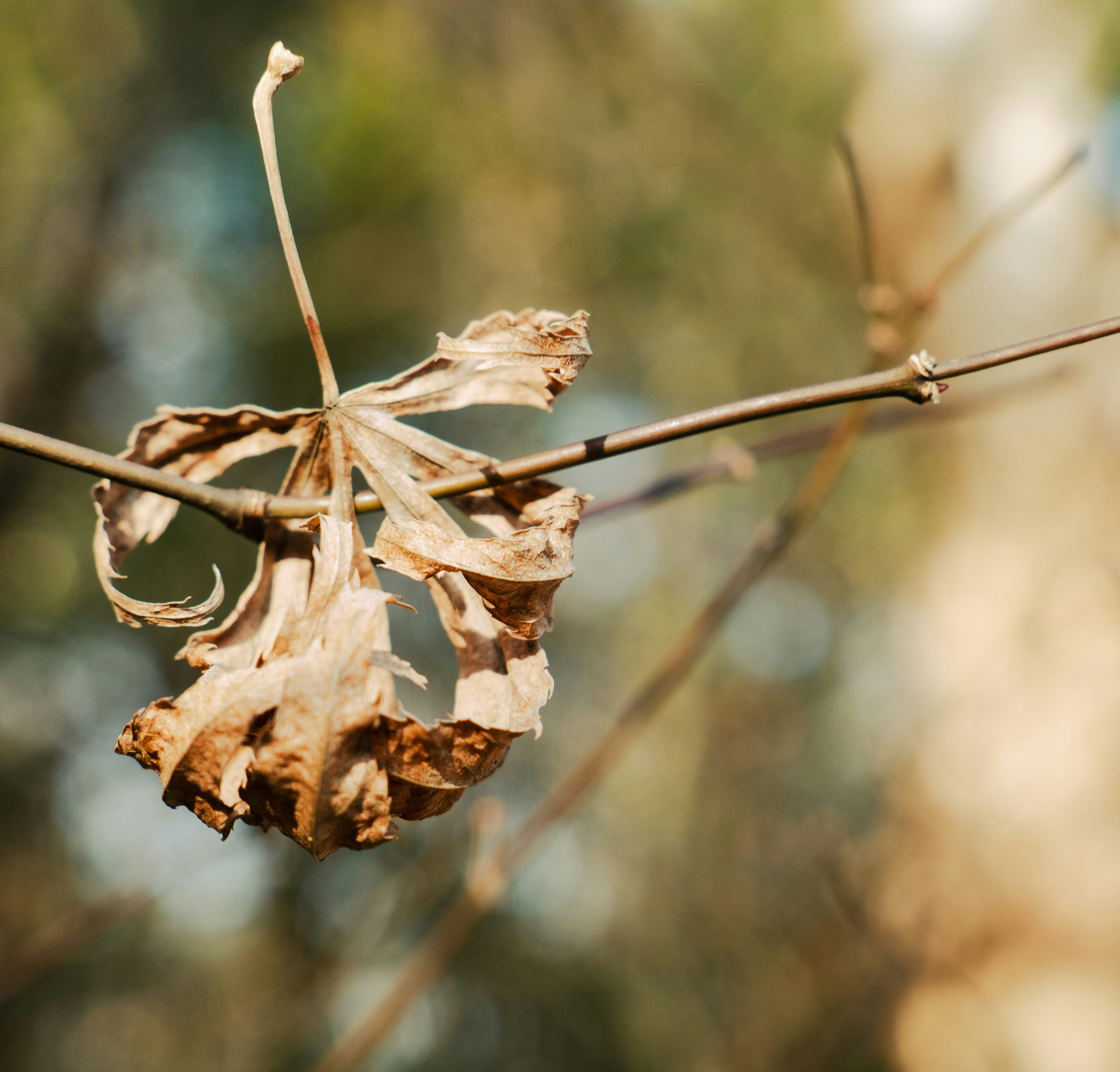 peter-wang-6nyqB5YTNbw-unsplash (2)